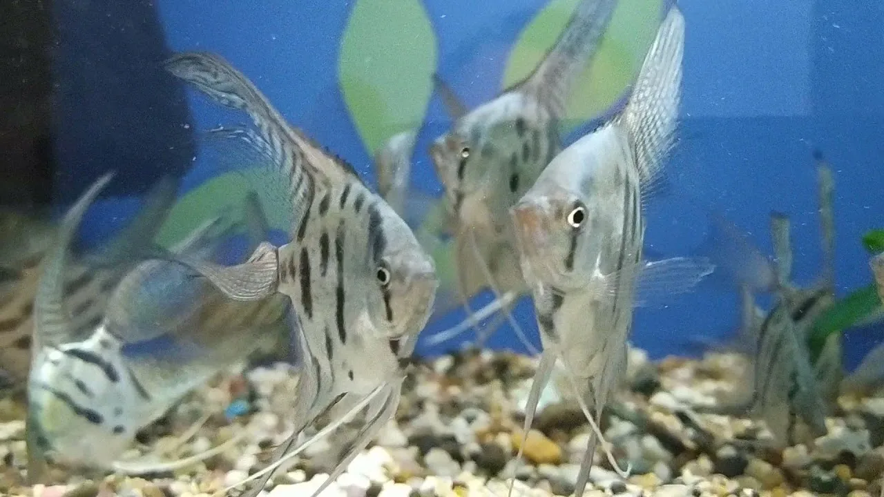 СКАЛЯРИЯ КЛОУН