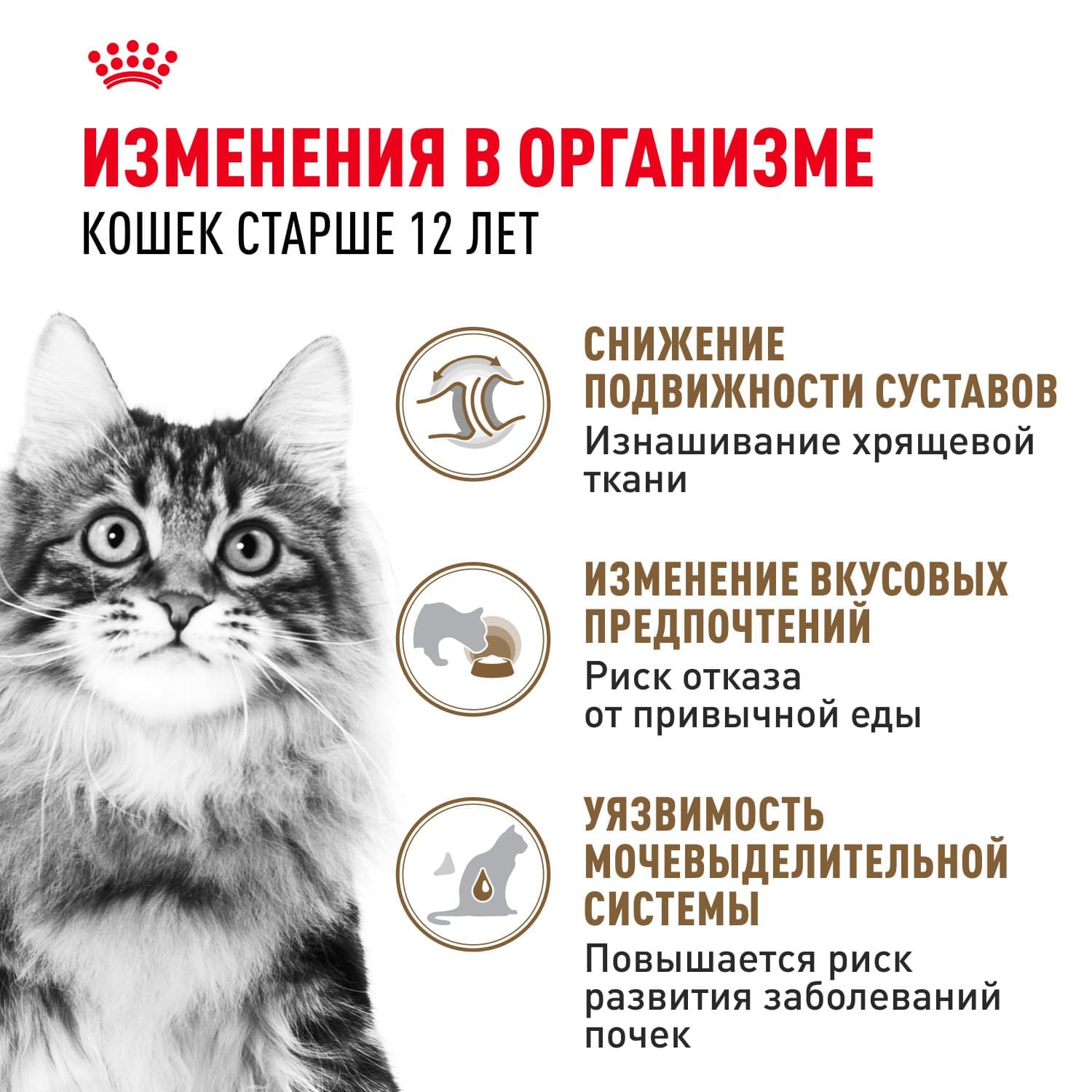 Влажный корм для стареющих кошек в возрасте старше 12 лет Royal Canin Ageing 12+ (Эйджинг 12+) Кусочки в cоусе 85 г 4