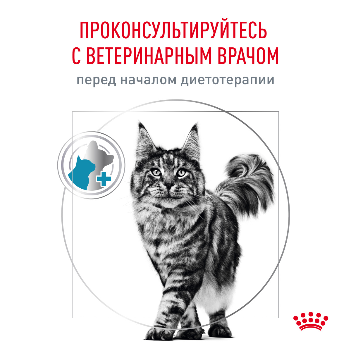 Royal Canin Hypoallergenic Сухой корм для кошек с пищевой аллергией, 350 гр. 5