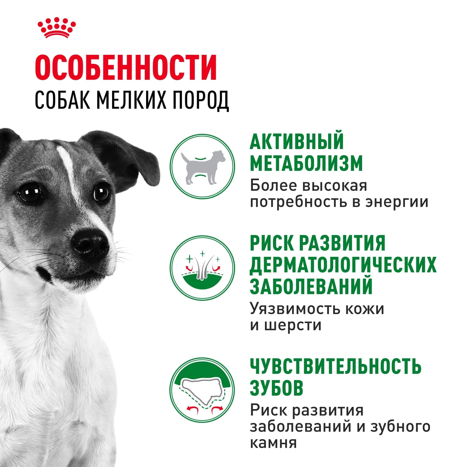Сухой корм ROYAL CANIN MINI ADULT для взрослых собак мелких пород от 10 месяцев (0,8 кг) 4