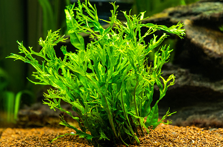 Папоротник Винделова (Microsorum pteropus «Windelov») на куске лавы
