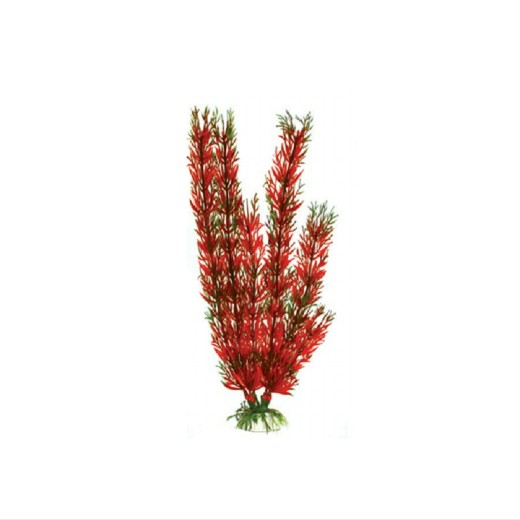 Растение Plant 001 Перистолистник красный 10 см