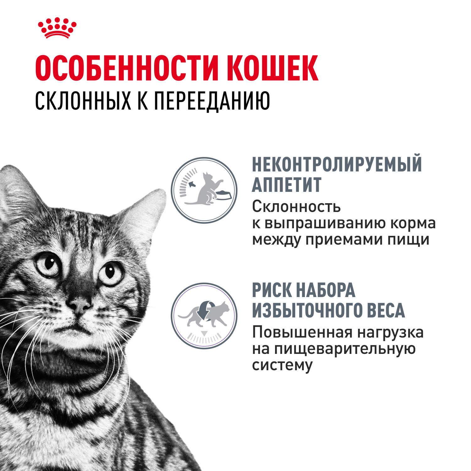 Royal Canin Appetite Control Влажный корм для кошек, для контроля выпрашивания корма, в соусе, 85 г 3