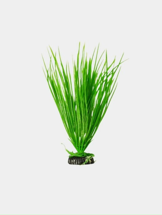Растение Plant 007 Акорус зелёный 10 см