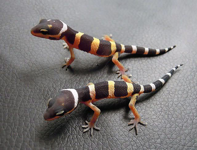 Геккон Hemidactylus (Полосатый геккон)
