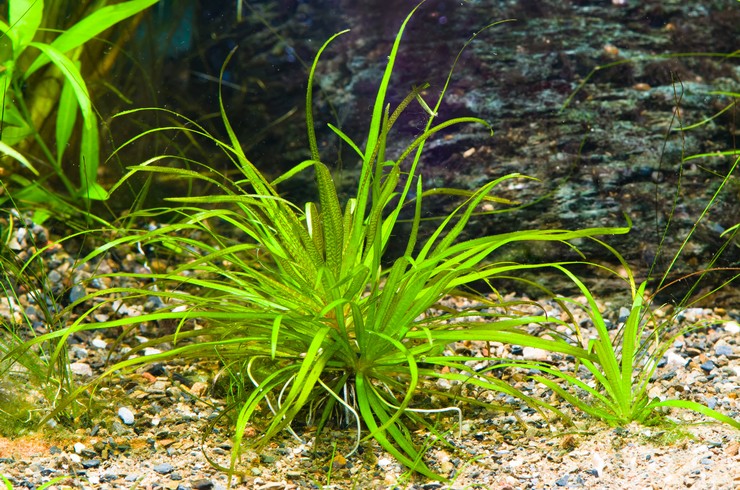 Бликса японская (Blyxa japonica)